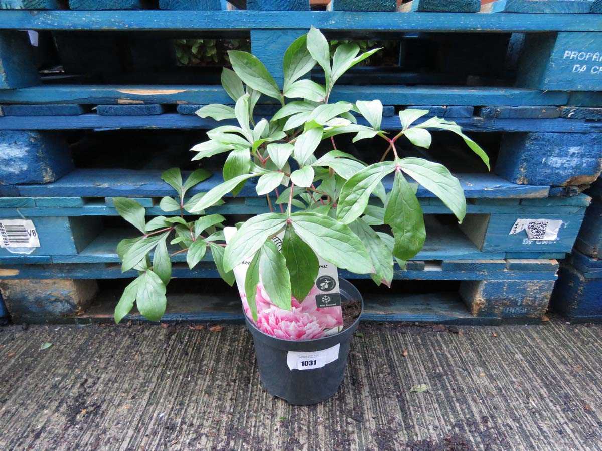 Lot 1031 - Potted pink paeonia