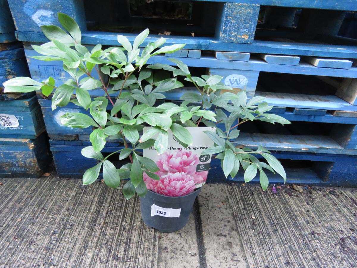 Lot 1032 - Potted pink paeonia