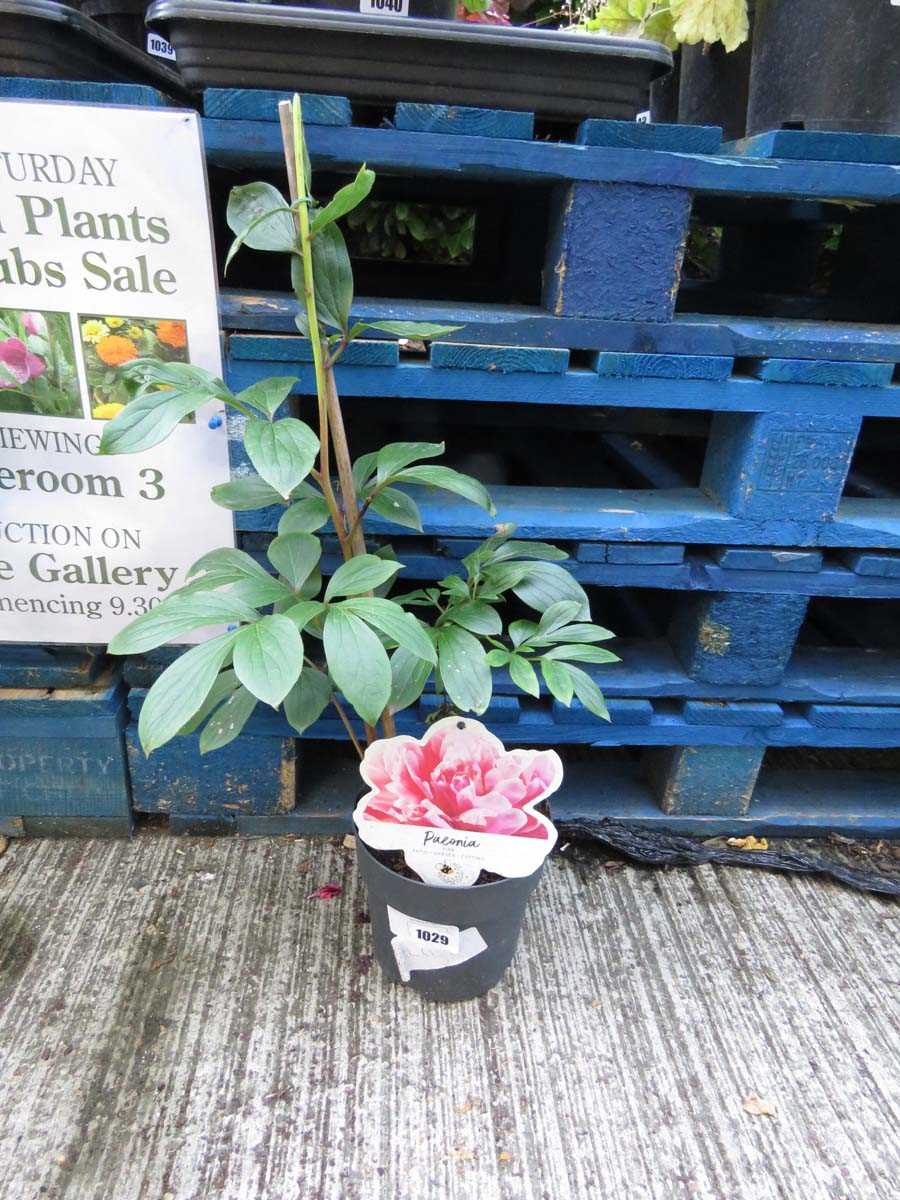 Lot 1029 - Potted pink paeonia