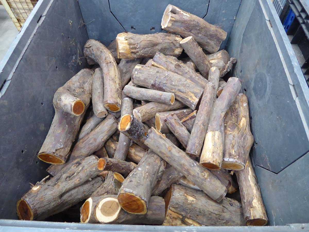 Lot 4279 - Large stillage of yew pieces for wood turning