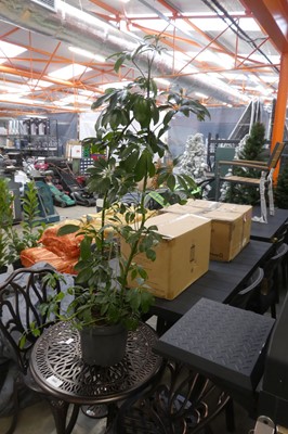 Lot 2136 - Large potted schefflera plant