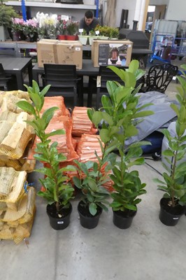Lot 2110 - 3 large potted laurels