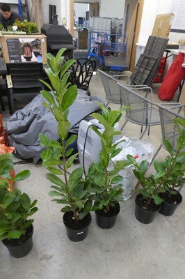 Lot 2111 - Pair of large potted laurels