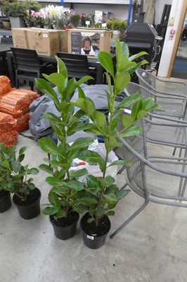Lot 2112 - Pair of large potted laurels