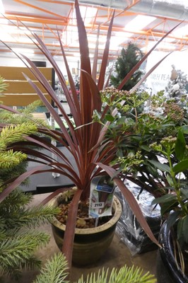 Lot 2113 - Large potted Superstar purple cordyline in...