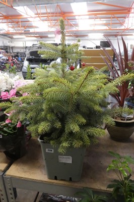 Lot 2114 - Large potted Super Blue seedling