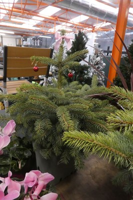 Lot 2115 - Large potted Super Blue seedling