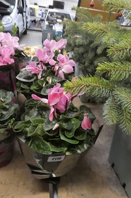 Lot 2116 - 3 large potted cyclamen in sheaves