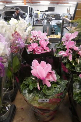 Lot 2117 - 3 large potted cyclamen in sheaves
