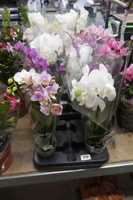 Lot 2118 - 4 potted orchids