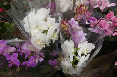 Lot 2119 - 4 potted orchids