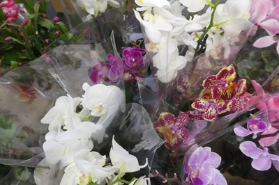 Lot 2120 - 4 potted orchids