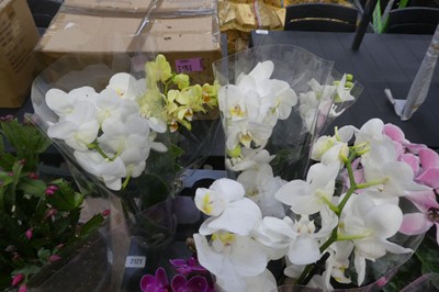 Lot 2121 - 4 potted orchids