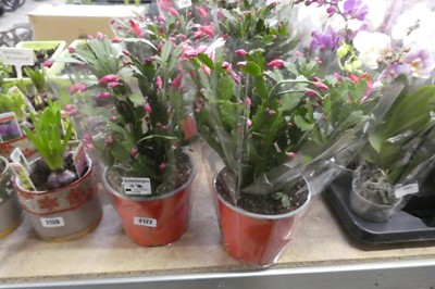 Lot 2122 - Pair of potted schlumbergera