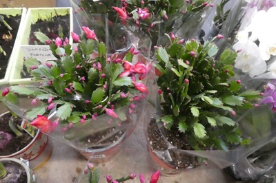 Lot 2123 - Pair of potted schlumbergera