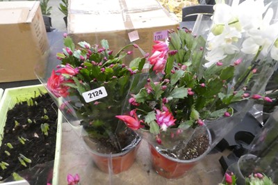 Lot 2124 - Pair of potted schlumbergera