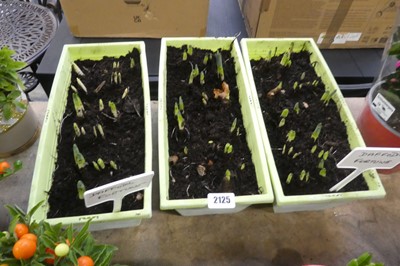Lot 2125 - 3 Fortune daffodil planters