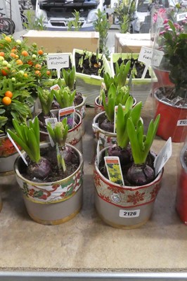 Lot 2126 - 6 pots of narcissus and hyacinth planters
