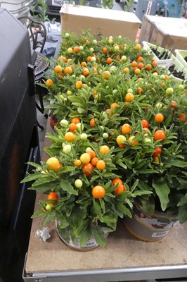 Lot 2127 - 4 Winter Cherry solanums