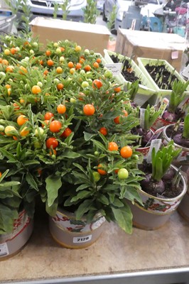 Lot 2128 - 4 Winter Cherry solanums