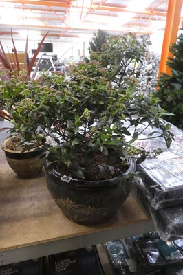 Lot 2135 - Large potted viburnum in pot
