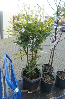 Lot 2137 - Large potted Charity mahonia