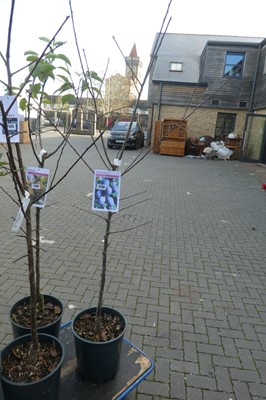 Lot 2138 - Large potted Damson tree