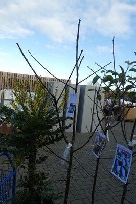 Lot 2139 - Large potted plum tree