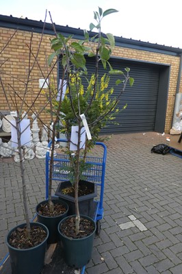Lot 2140 - Large potted James Grieve apple tree
