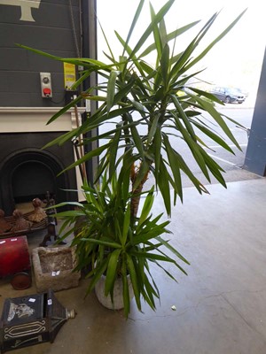 Lot 4219 - Potted Yucca tree