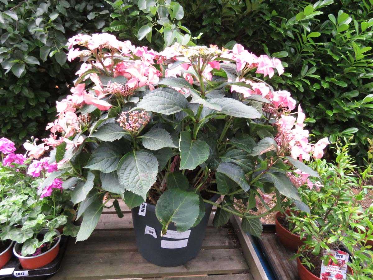 Lot 1013 - Large potted pink hydrangea