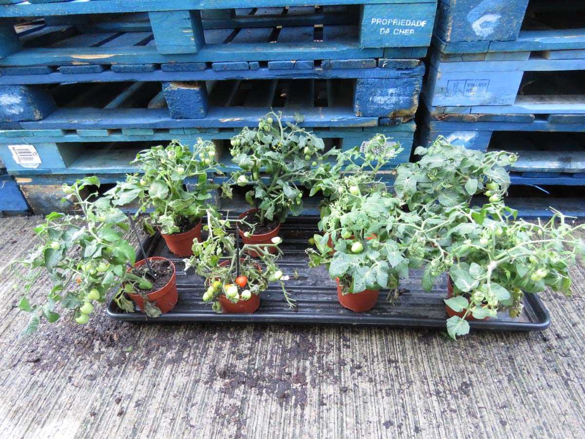 Lot 1050 - 8 tomato plants