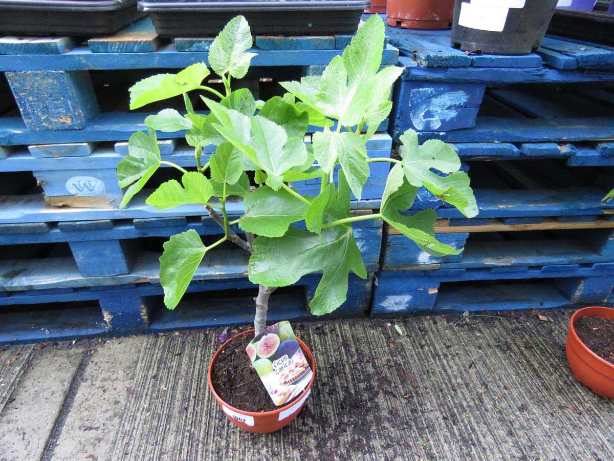 Lot 1062 - Bowel fig tree