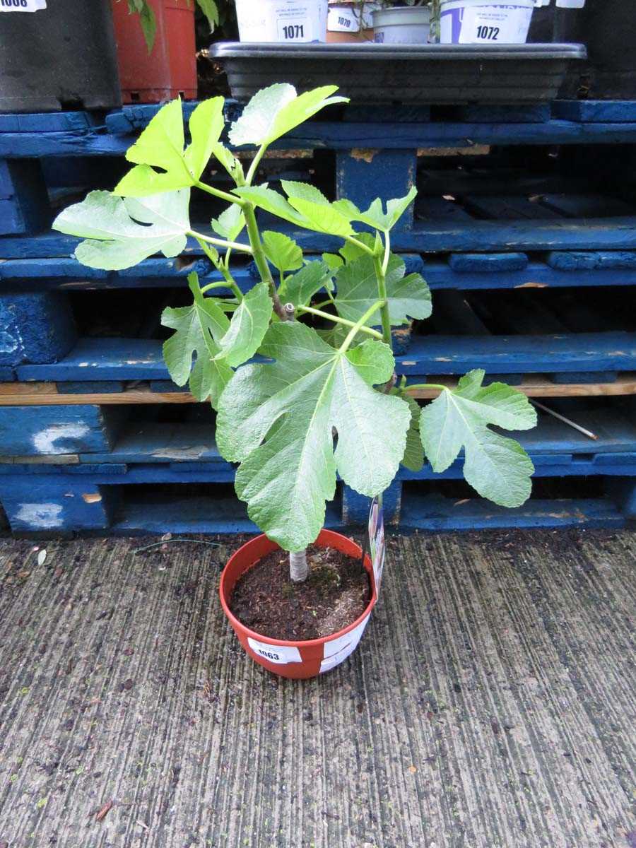 Lot 1063 - Bowel fig tree