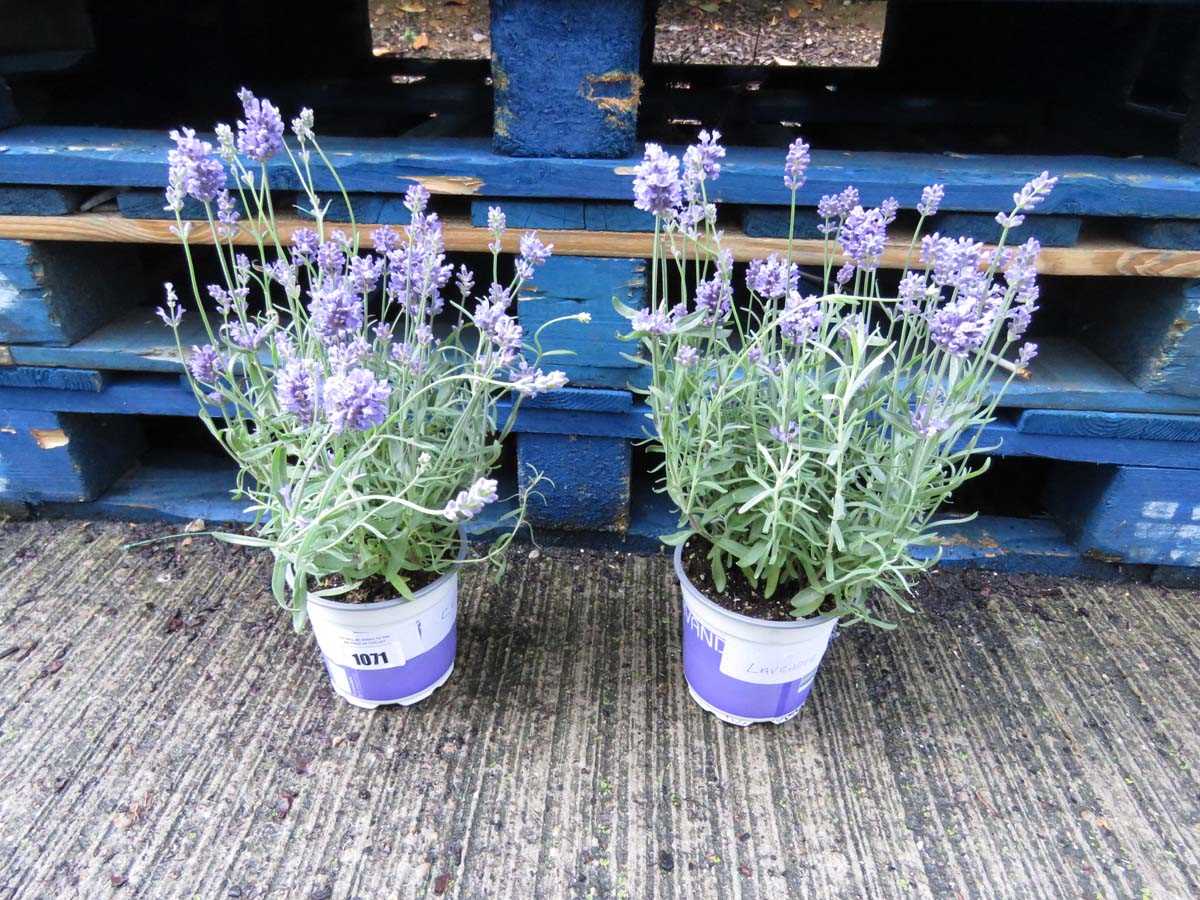 Lot 1071 - 2 potted lavenders