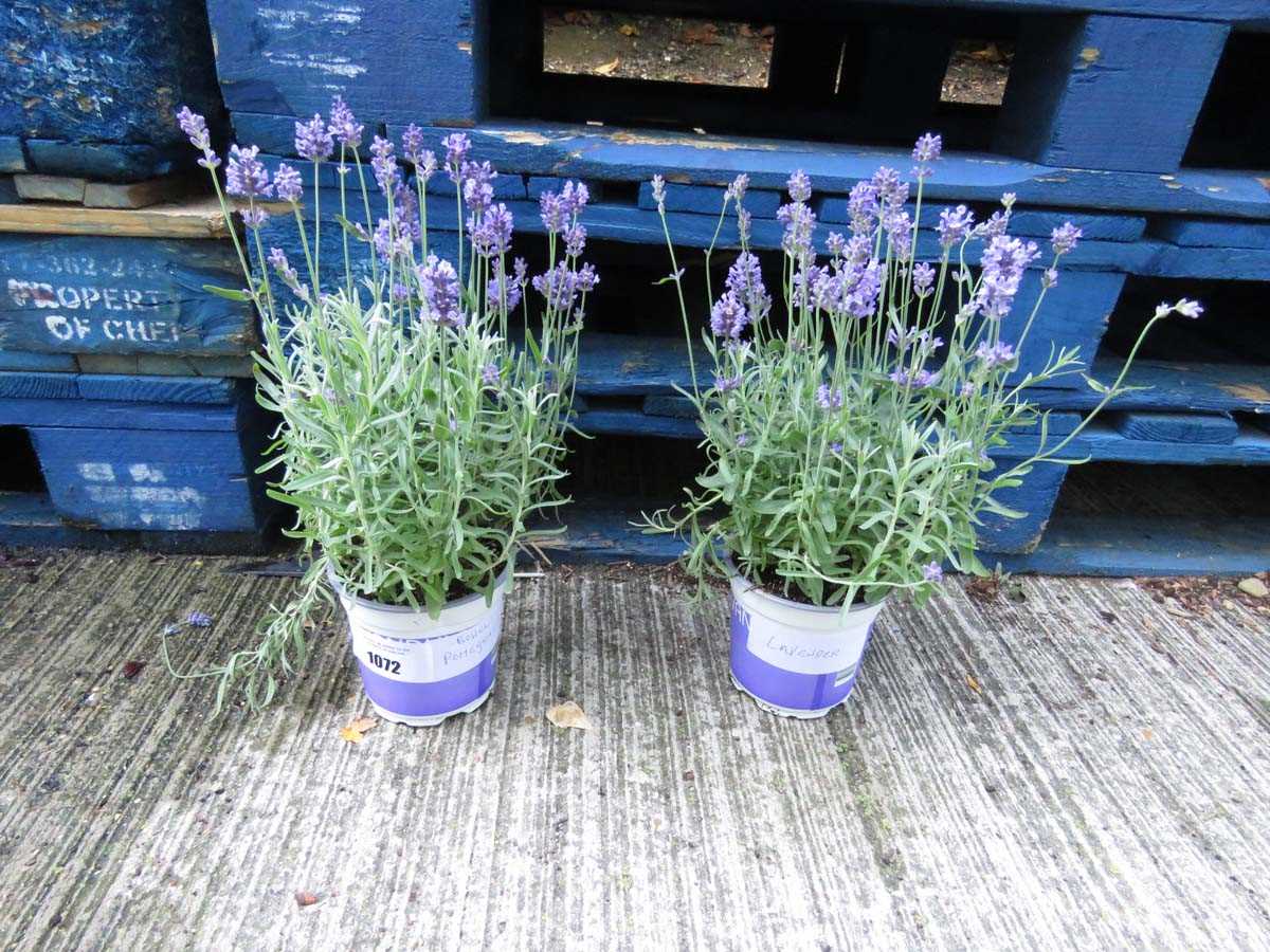 Lot 1072 - 2 potted lavenders