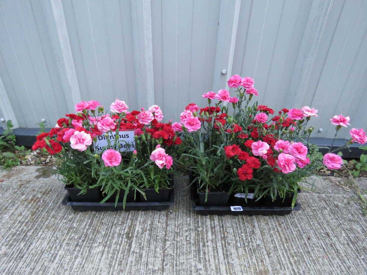 Lot 1075 - 2 trays of sunny bees dianthus