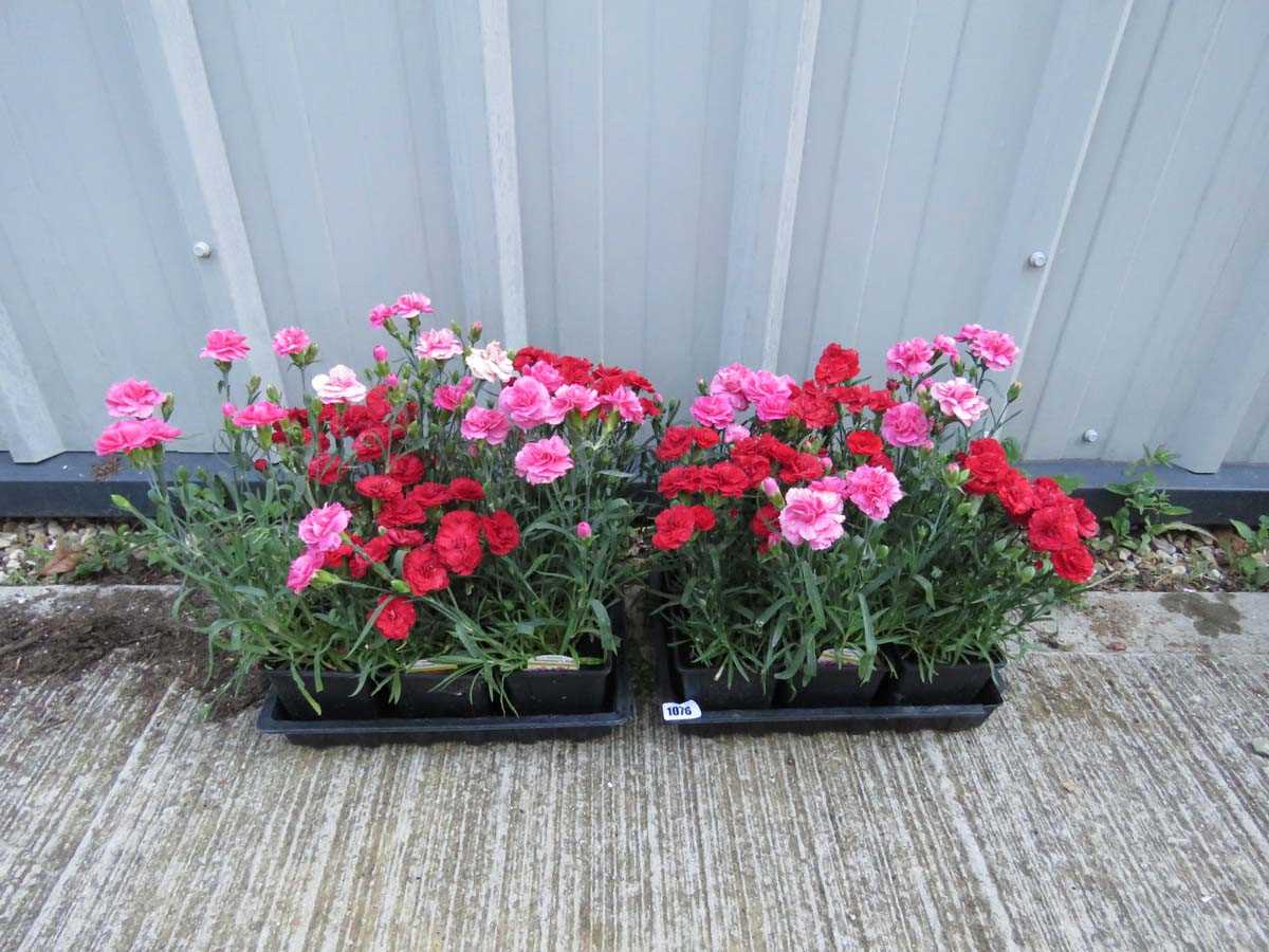 Lot 1076 - 2 trays of sunny bees dianthus