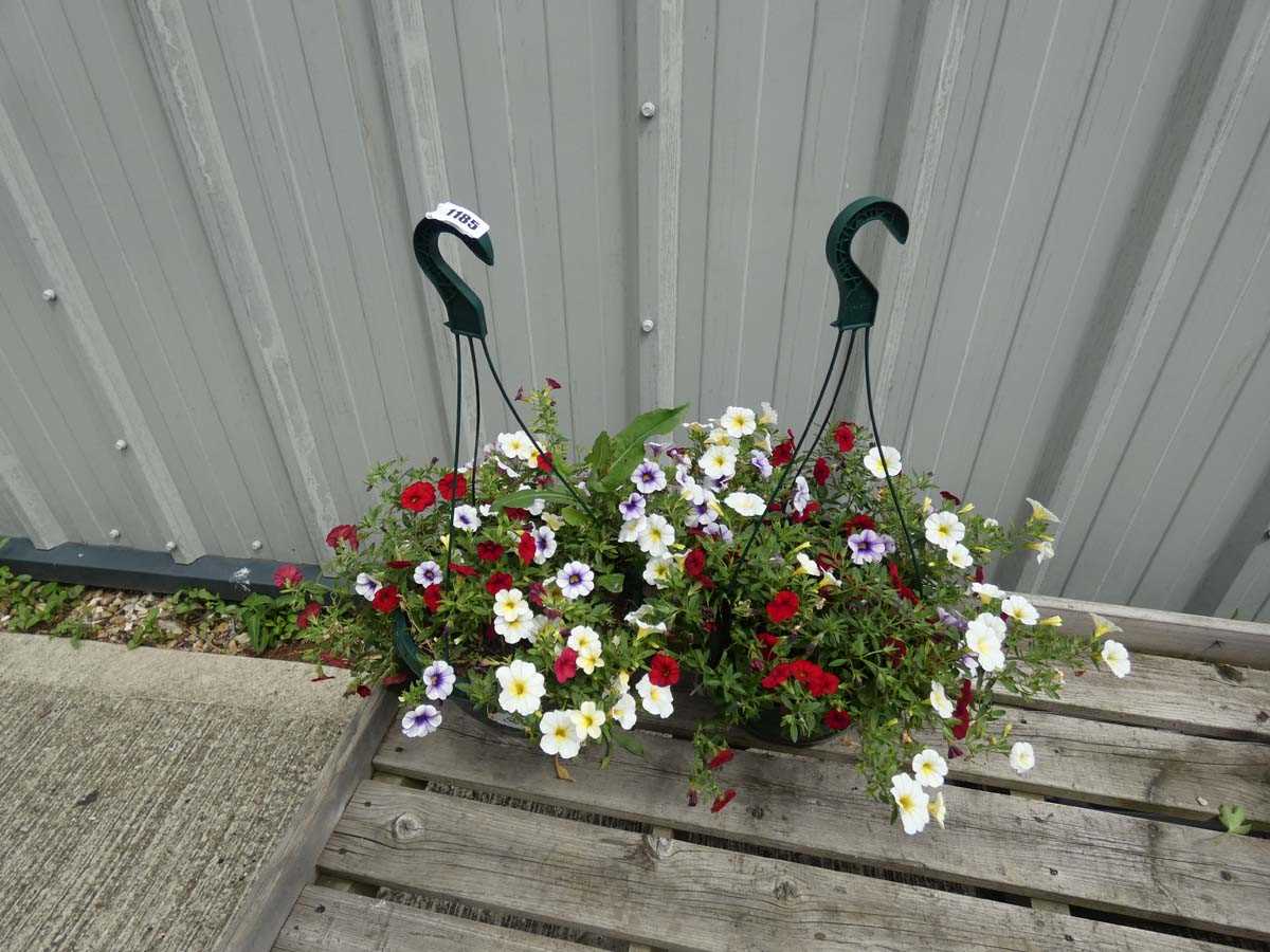 Lot 1079 - 2 hanging baskets of mixed plants