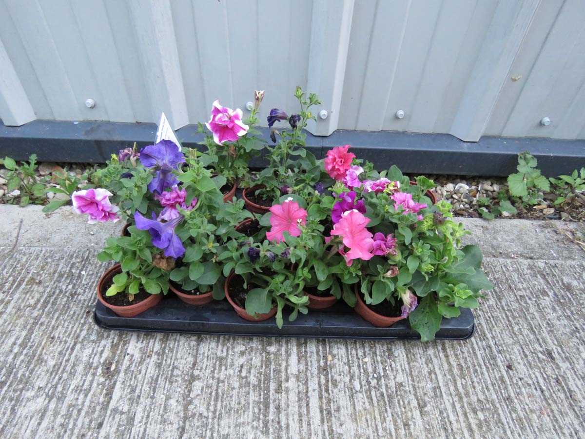 Lot 1087 - Large tray of double petunias