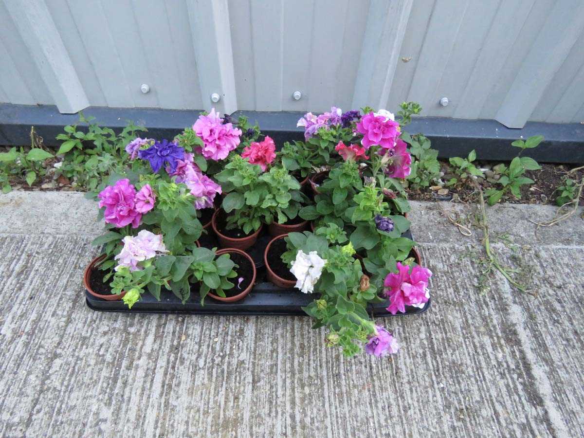 Lot 1089 - Large tray of double petunias