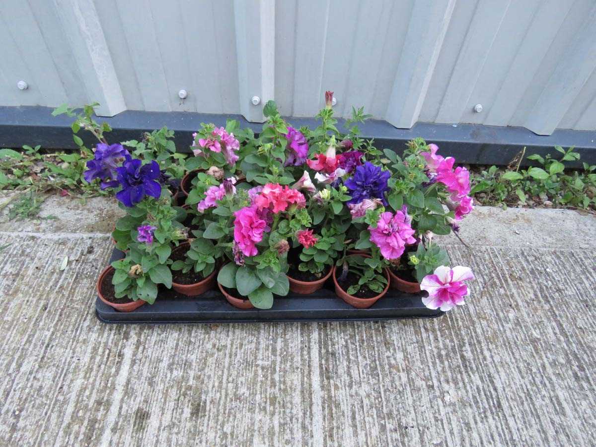 Lot 1090 - Large tray of double petunias