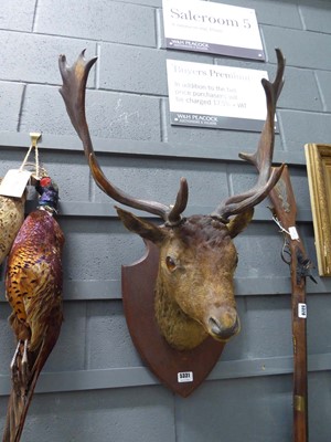 Lot 5331 - Taxidermy head mount of a stag