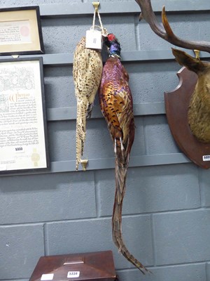 Lot 5332 - Brace of taxidermy pheasant