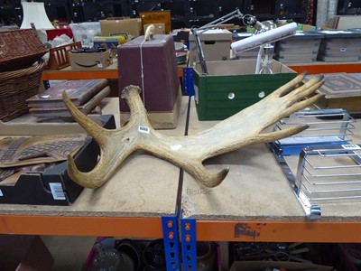 Lot 5353 - Moose antler