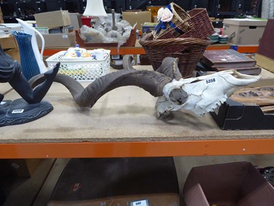 Lot 5356 - Pair of Kudu horns
