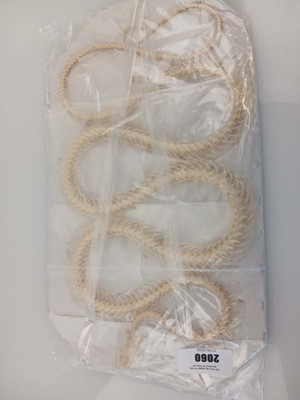 Lot 2060 - Skelton of Coelognathus radiatus rattle snake