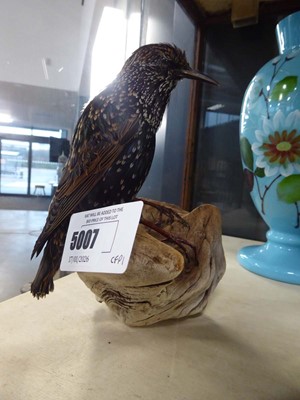 Lot 5007 - Taxidermy starling