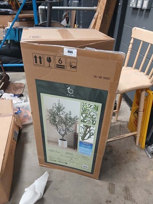 Lot 4201 - CJH boxed olive tree