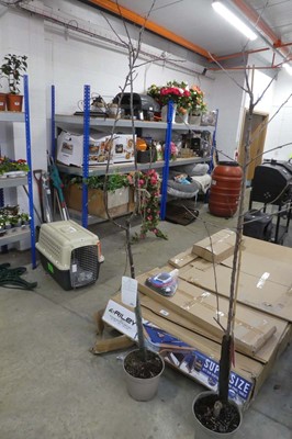 Lot 2416 - Large potted early Prolific plum tree